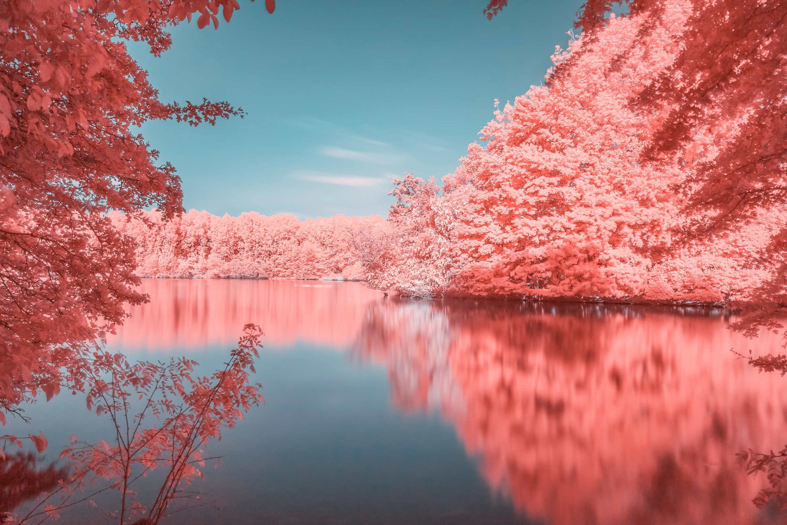 A soft false-colour infrared landscape with pastel pink foliage and deep blue tones.