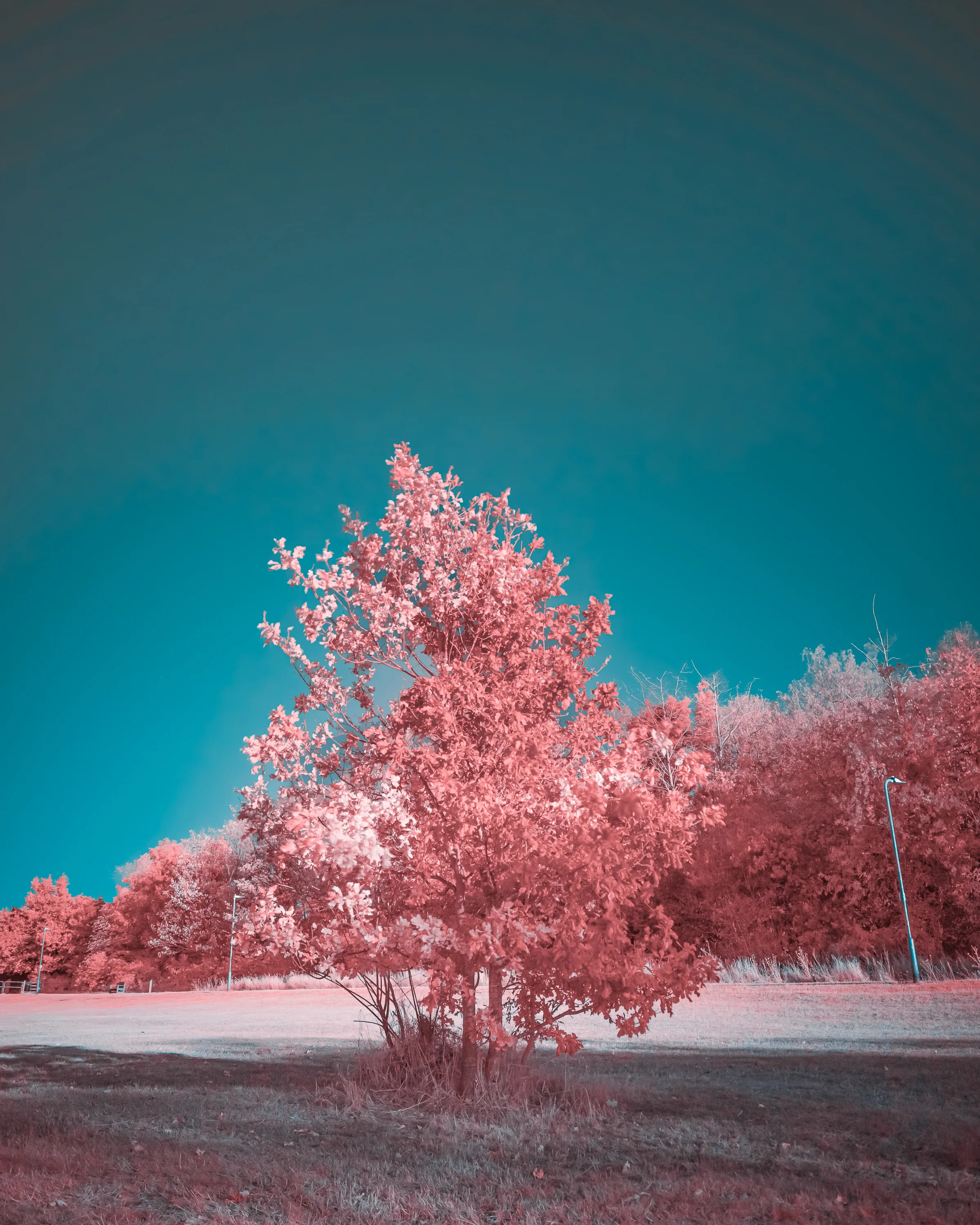 Infrared photograph by BPPhotography